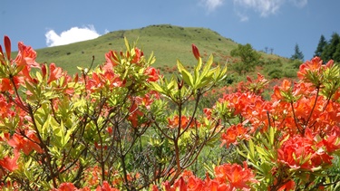 つつじとかえでのフォトギャラリー
